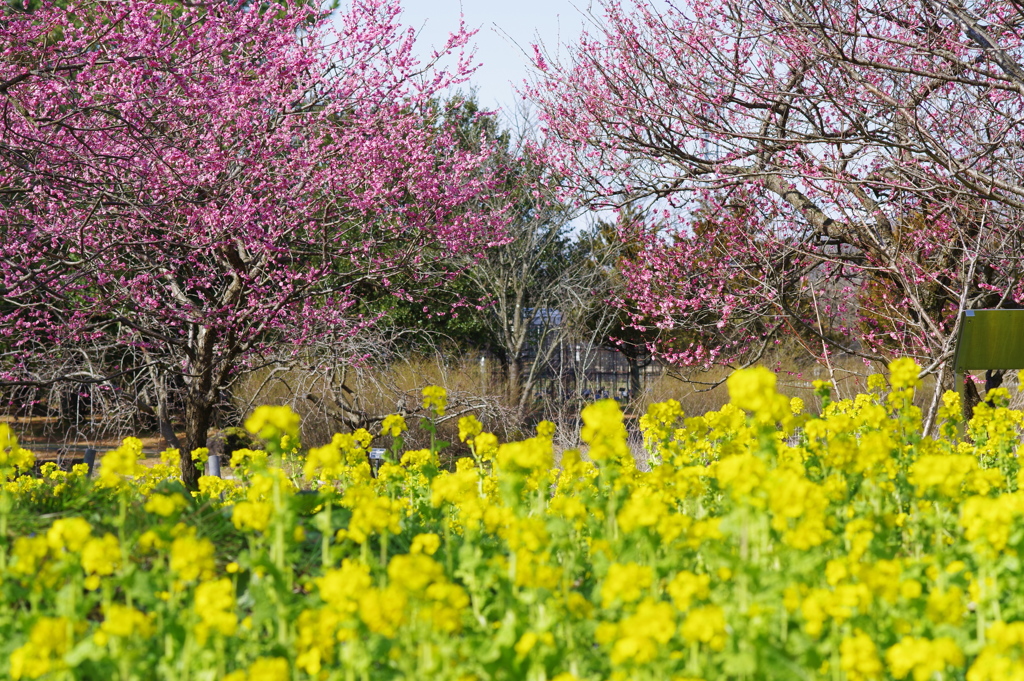 富山植物公園 梅と菜の花が綺麗 (4)