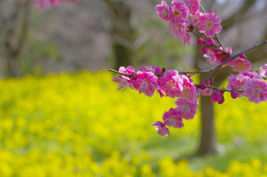 富山植物公園 菜の花と梅