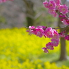 富山植物公園 菜の花と梅