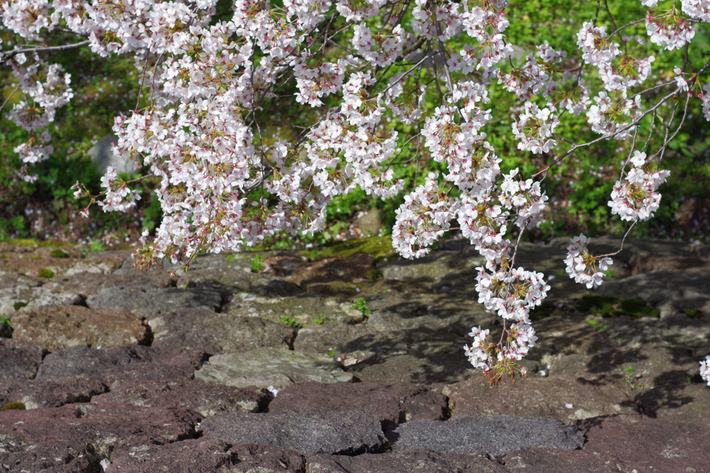 兼六園 桜 (74)