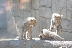 多摩動物公園 チーターの子供　ダイブ