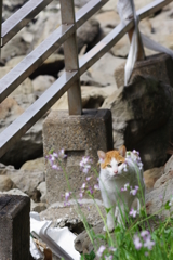 大井町埠頭公園 野良猫と花