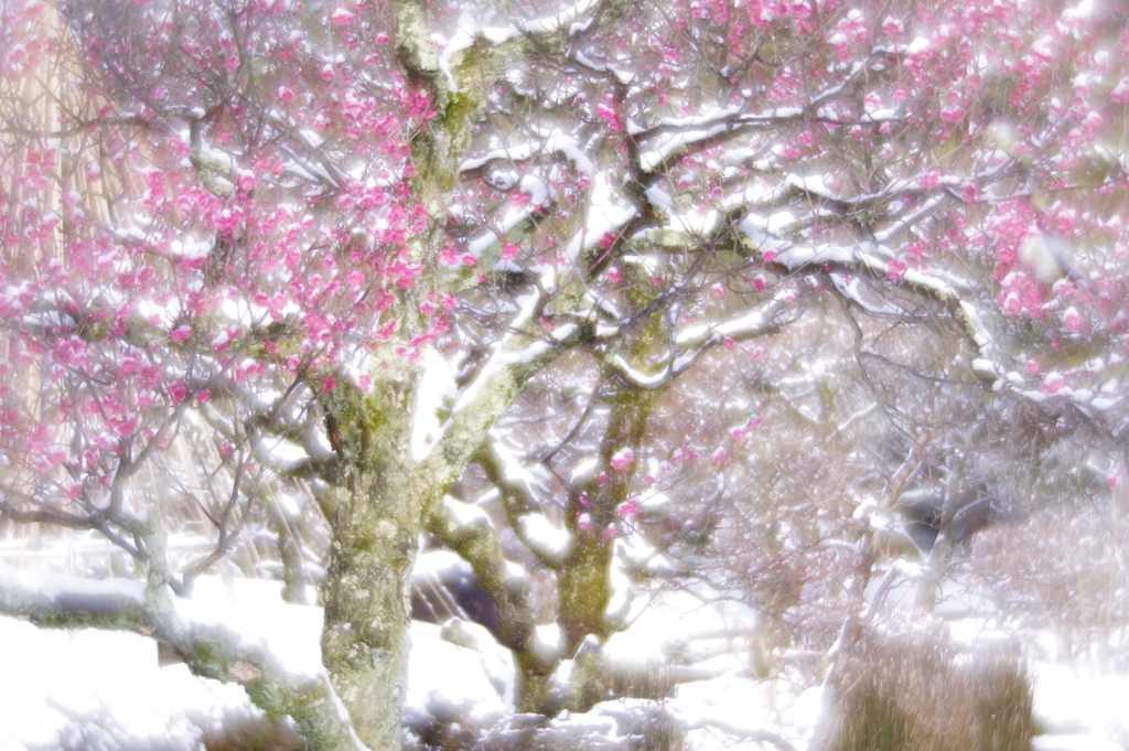 雪の兼六園 ソフトフォーカスレンズで散歩 (2)