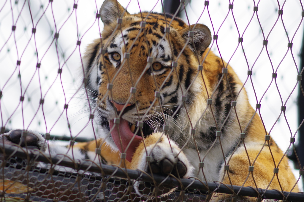 暖冬のいしかわ動物園 いい色