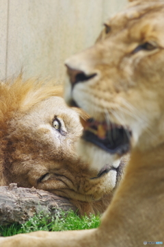 東武動物公園 眼光鋭いライオン