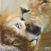 東武動物公園 眼光鋭いライオン