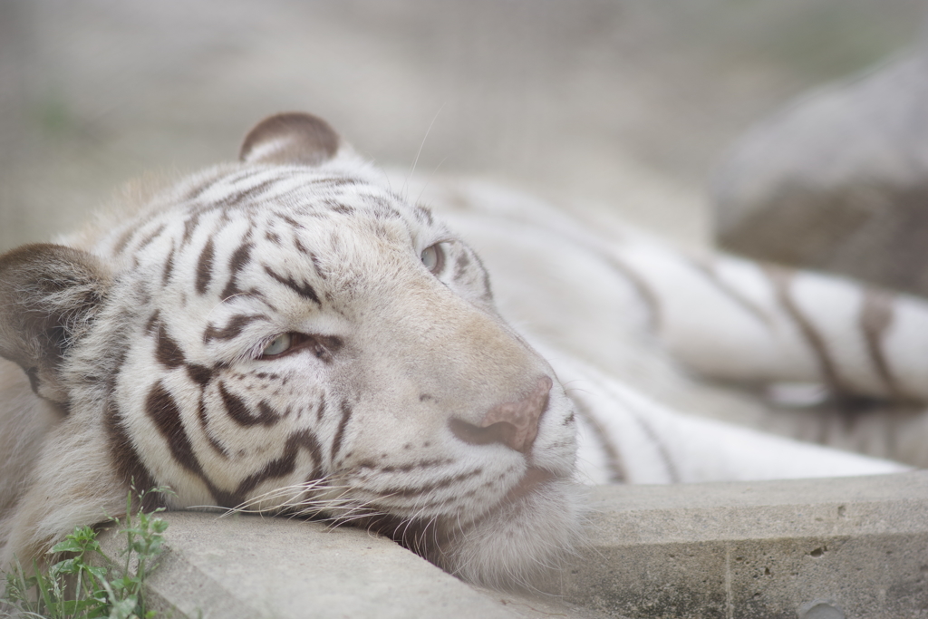 東武動物公園 だらけてるホワイトタイガー