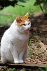 大井町埠頭公園 野良猫さん