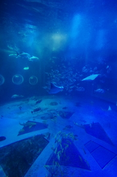 能登島 のとじま水族館 青の水槽