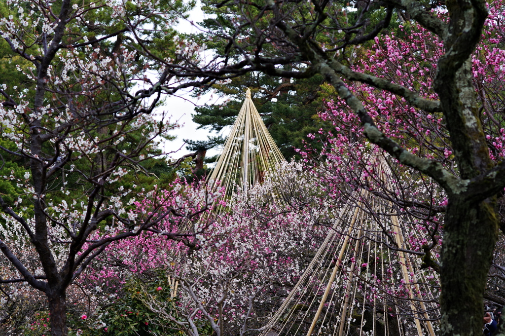 兼六園 梅林 (25)