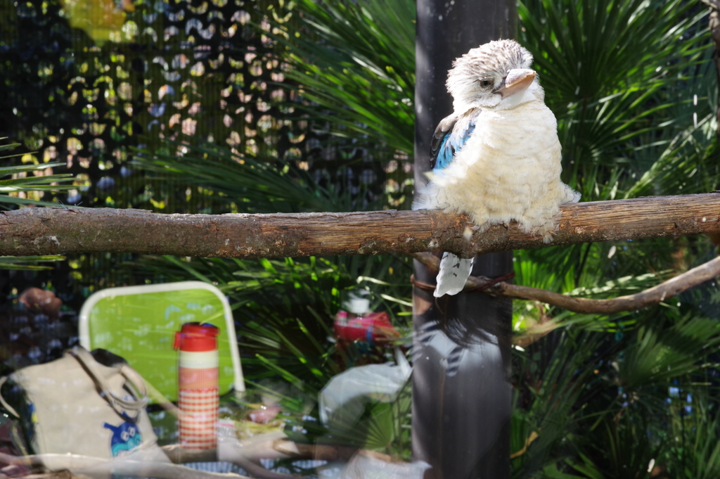 金沢動物園 アオバネワライカワセミが綺麗 5 By K Nori Id 写真共有サイト Photohito