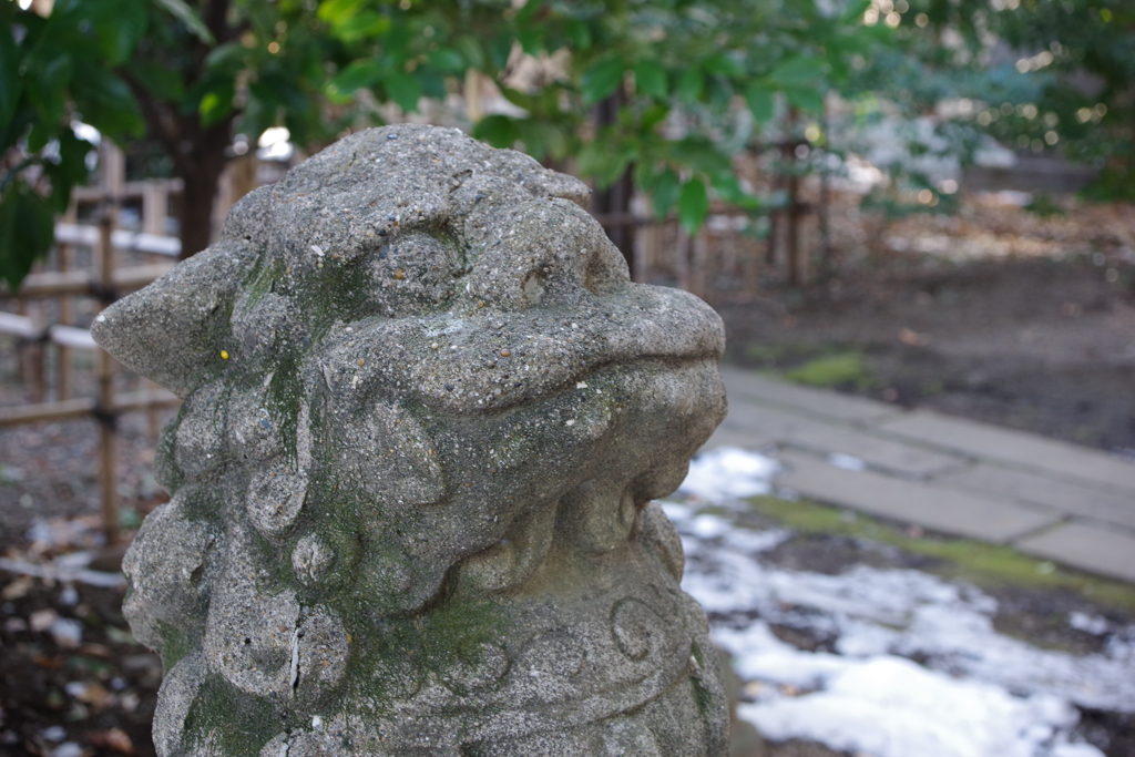 大国魂神社 狛犬達 (2)
