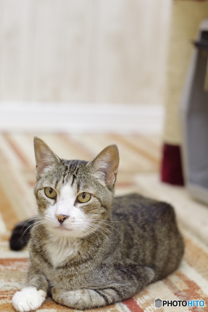 猫カフェ@鎌倉　ペトリ50mm f1.7