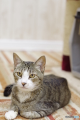 猫カフェ@鎌倉　ペトリ50mm f1.7