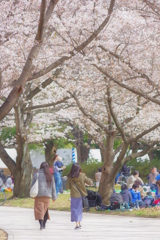 大井町埠頭公園 野良猫と桜 後姿 その1