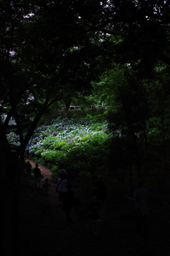 妙楽寺 紫陽花のお寺