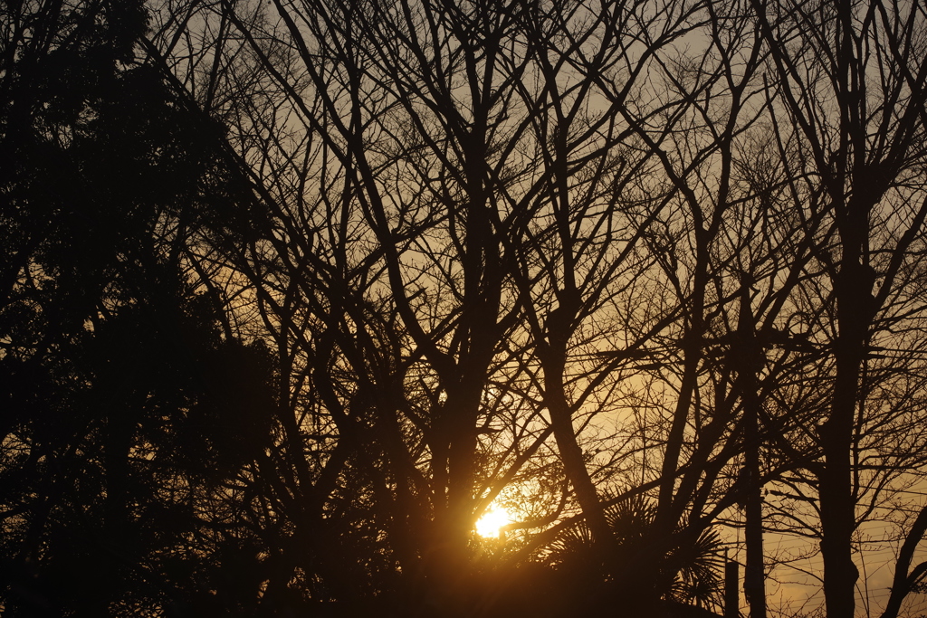 近所 散歩 夕日