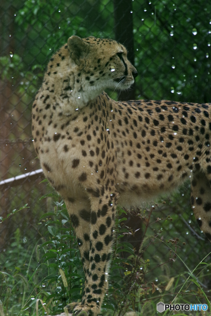 珍しく雨の日に元気なチーター