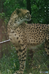 珍しく雨の日に元気なチーター