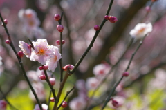 富山植物公園 梅と菜の花が綺麗 (6)