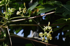 富山植物園 (7)