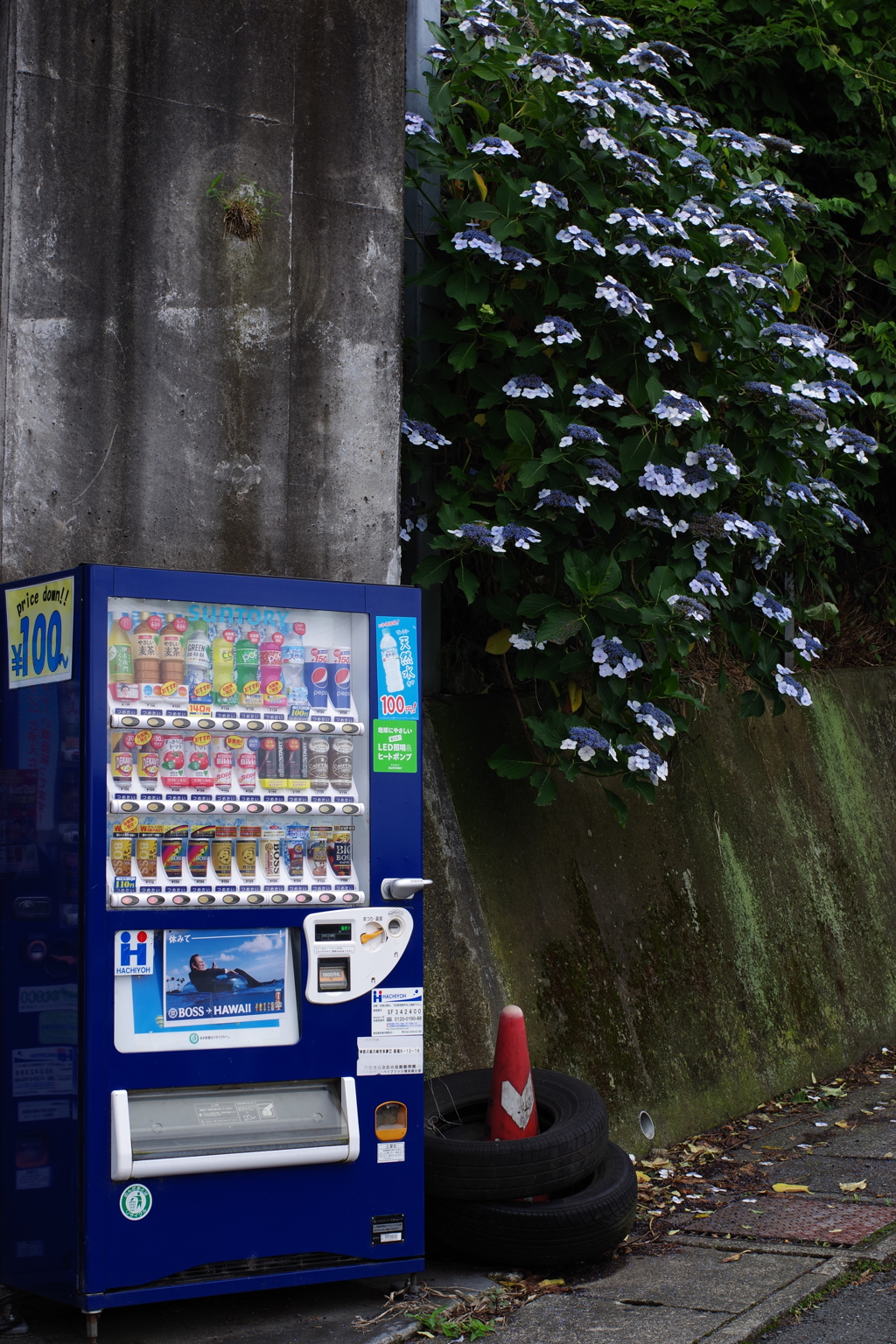 妙楽寺 紫陽花寺