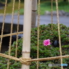 雨に濡れる晩秋の兼六園 (25)