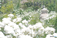 イングリッシュガーデン petri 50mm f1.7 白い薔薇達