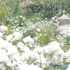 イングリッシュガーデン petri 50mm f1.7 白い薔薇達