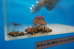 のとじま水族館　ケムシカジカのこども