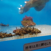 のとじま水族館　ケムシカジカのこども