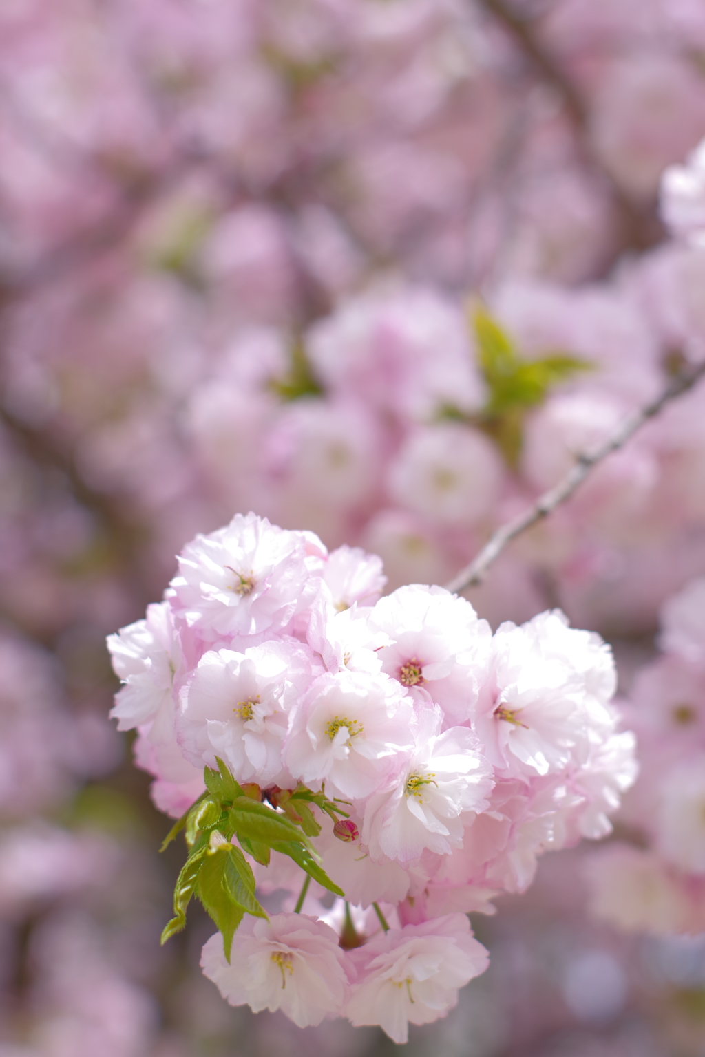 オールドレンズで散歩　八重桜　凄い密度