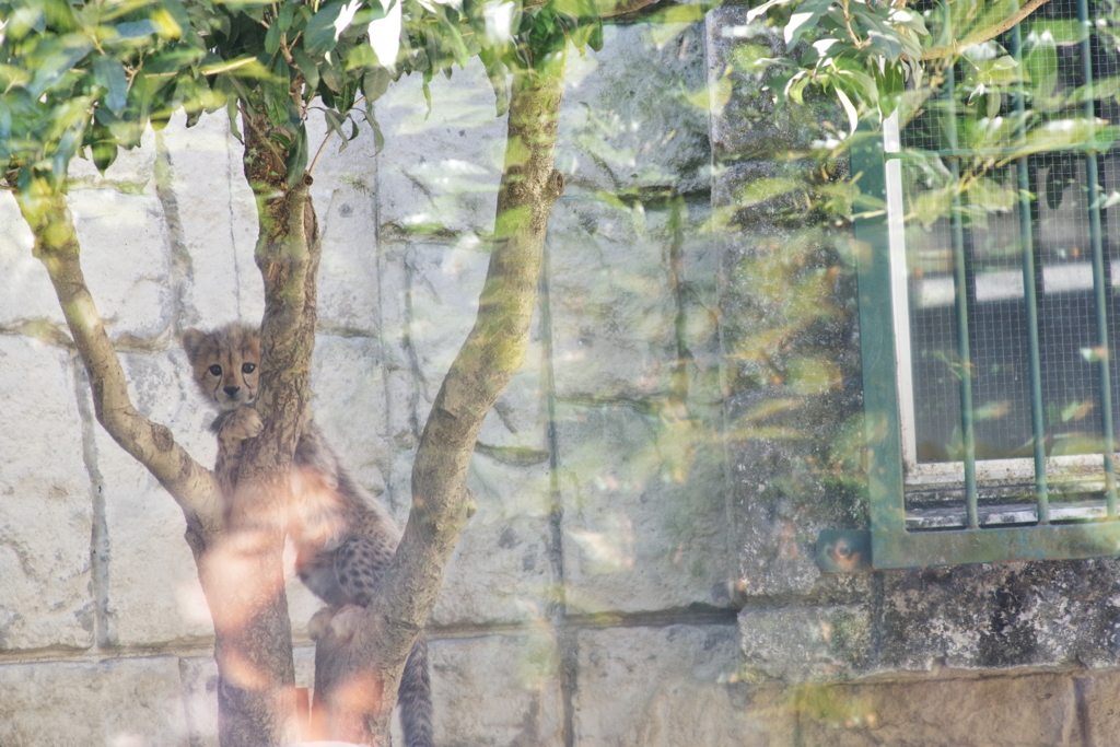 多摩動物公園 木に登るチーターの子供　かわいい