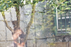 多摩動物公園 木に登るチーターの子供　かわいい