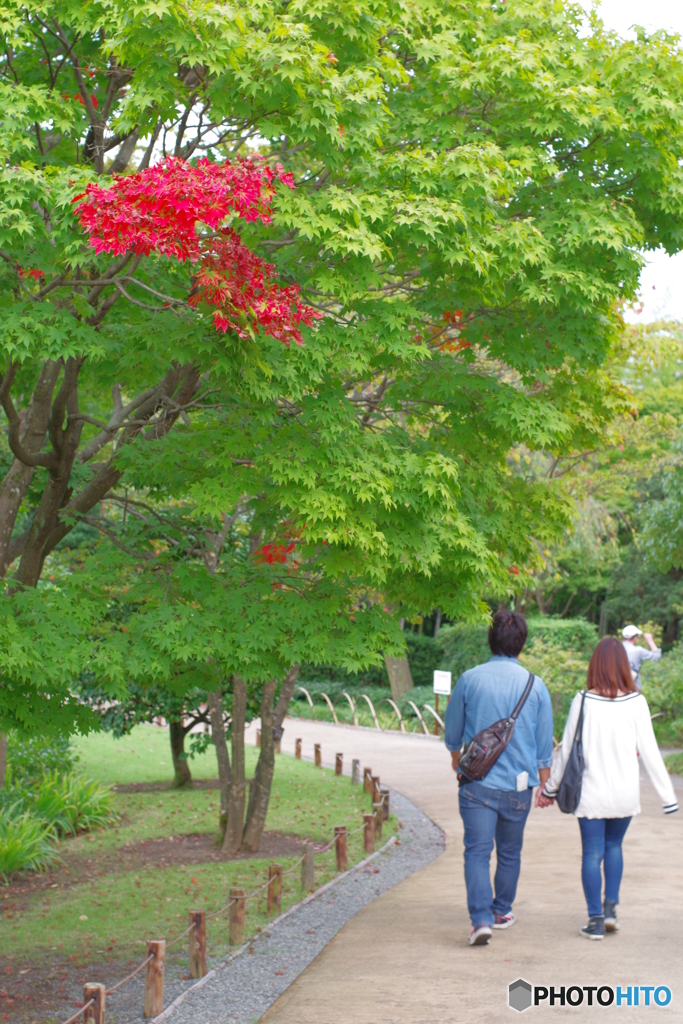 気が早い紅葉