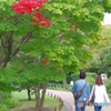 気が早い紅葉