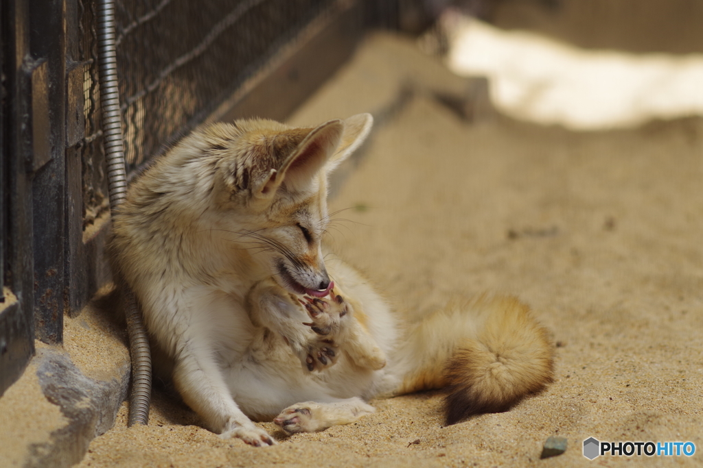 井の頭動物公園 (8)