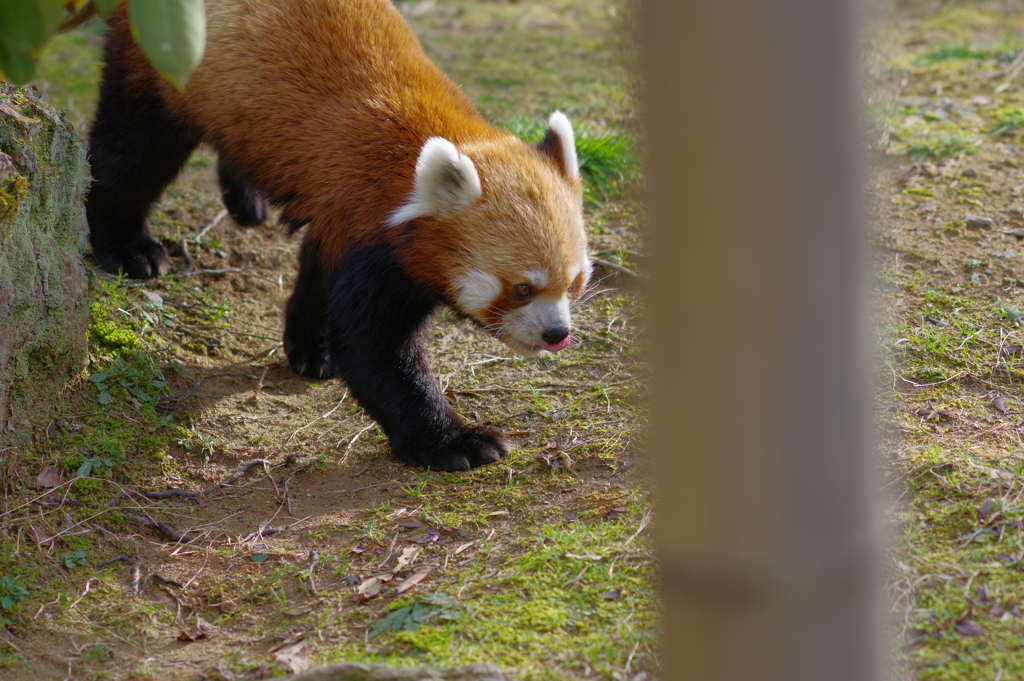 暖冬のいしかわ動物園 動き回る