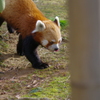 暖冬のいしかわ動物園 動き回る