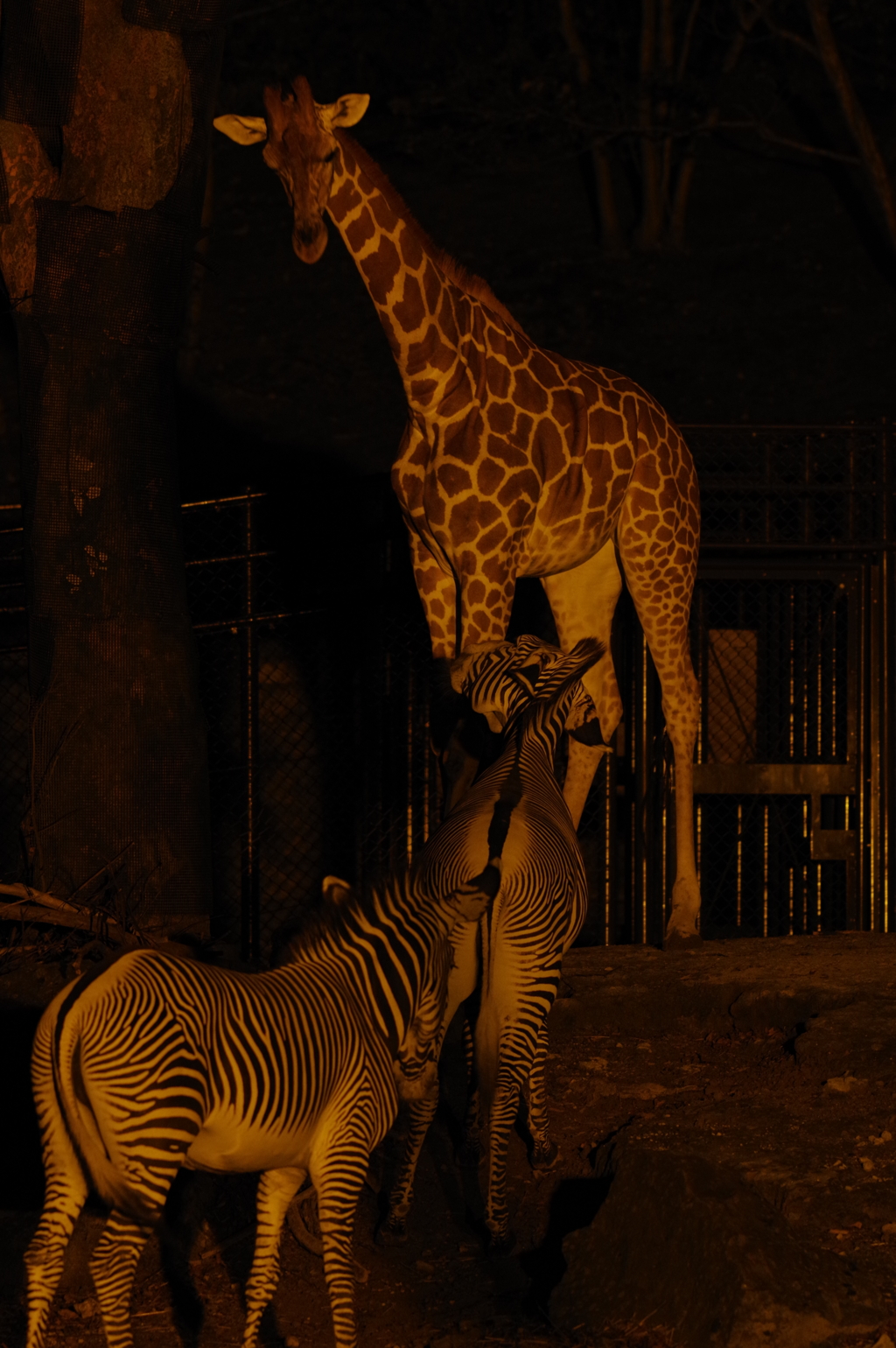 いしかわ動物園 ナイトズー キリンとシマウマ