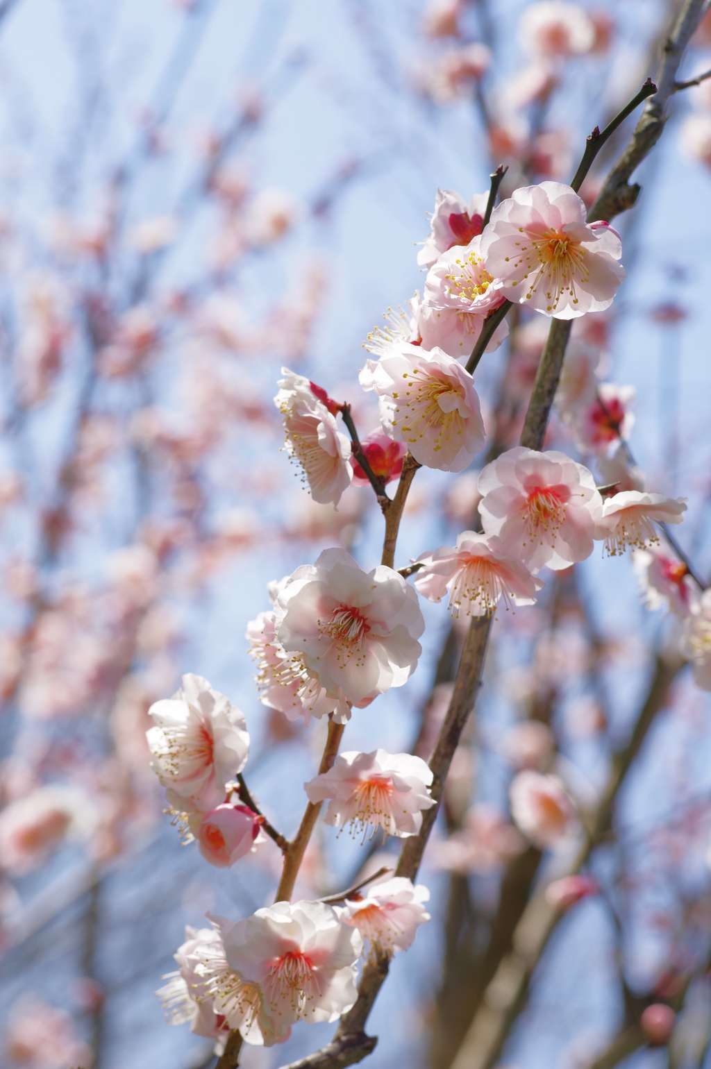 富山植物公園 梅と菜の花が綺麗 (8)
