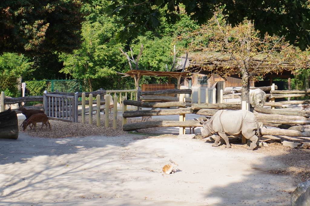 シェーンブルン動物園 シカとサイ 斬新です