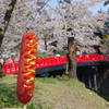弘前さくら祭り　赤い橋とお腹が空きすぎて買ったフランクフルト