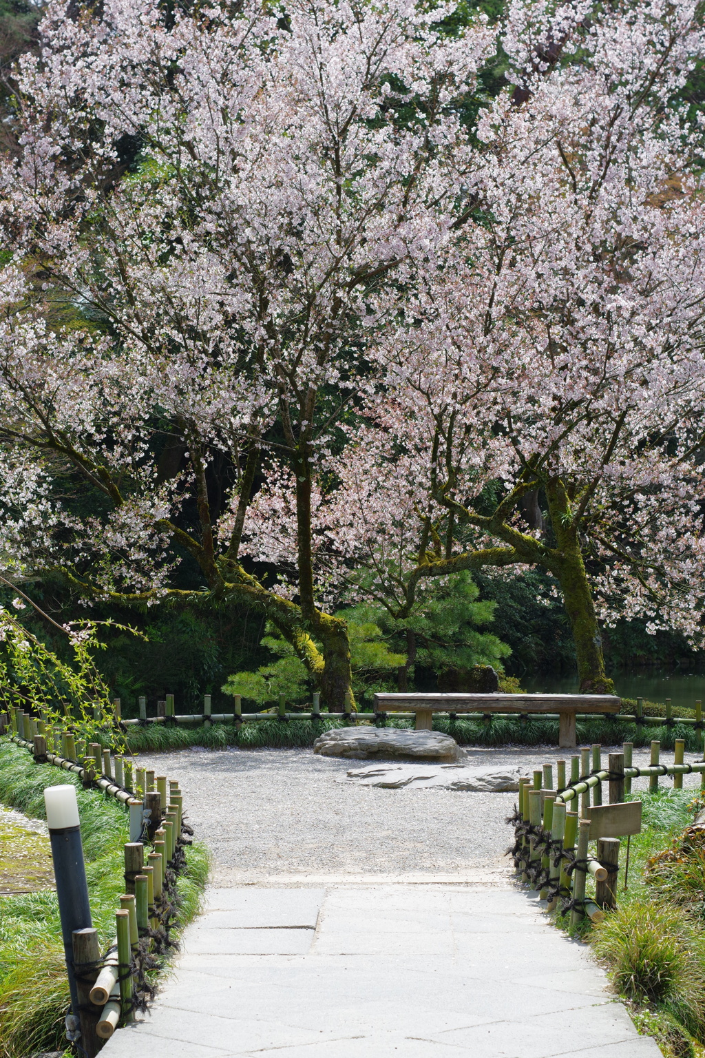 兼六園 桜 (29)