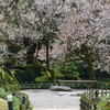 兼六園 桜 (29)