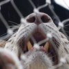 雨のいしかわ動物園 巨大な歯