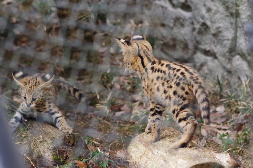 多摩動物公園 サーバルキャットの子供 兄弟で遊ぶ