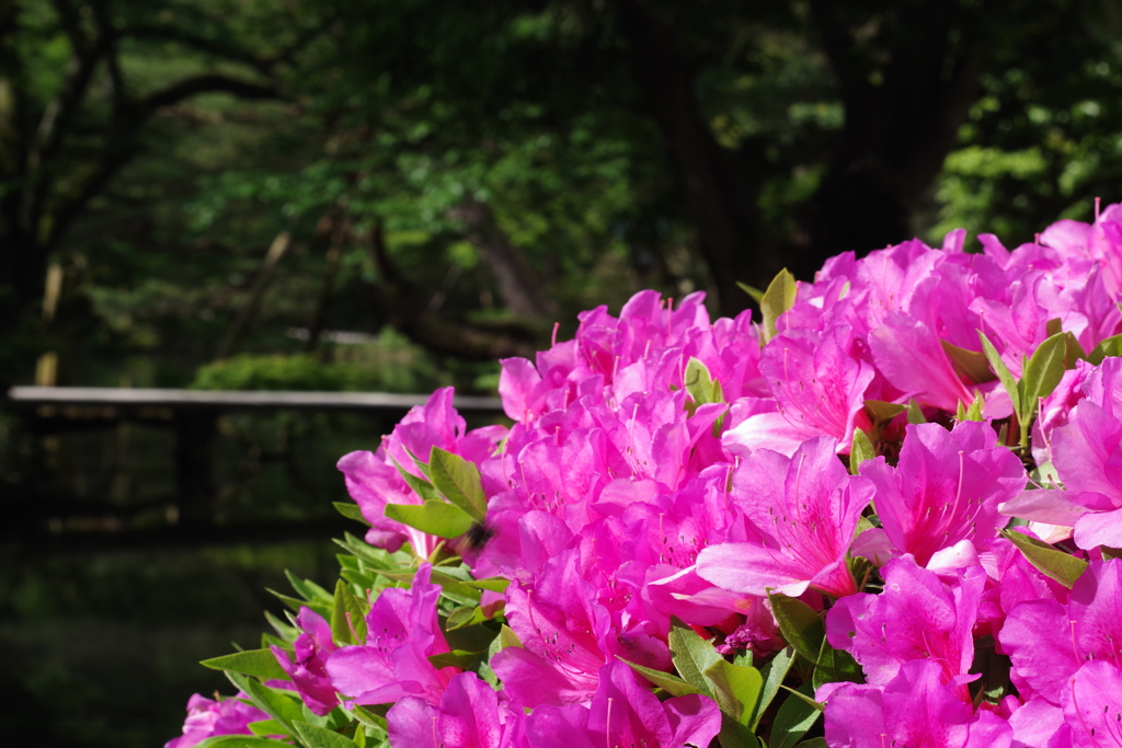 早朝のお散歩 (10)