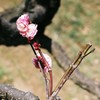 フィルム　花ビラの多い梅