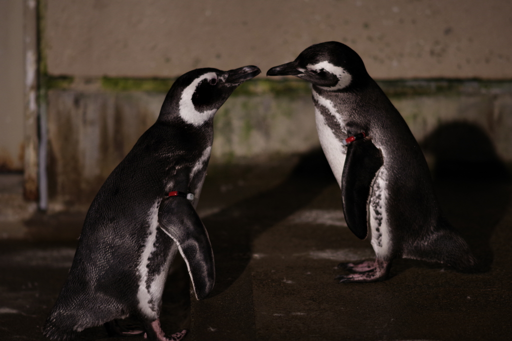 いしかわ動物園 ナイトズー ペンギンも仲が良さそうです